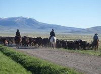 GDMBR: The entire cattle herd is in front of the final three cowboy pushers.